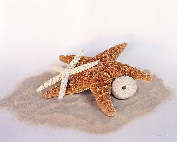 Starfish Poster featuring the photograph Starfish Still Life by Terri Harper