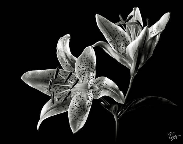 Flower Poster featuring the photograph Stargazer Lily in Black and White by Endre Balogh