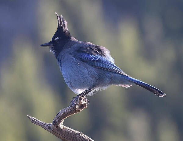 Stellars Jay Poster featuring the photograph Stellar's Jay by Ben Foster