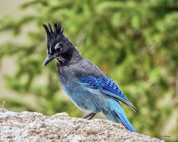 Steller's Jay Poster featuring the photograph Steller's Jay on Granite by Stephen Johnson