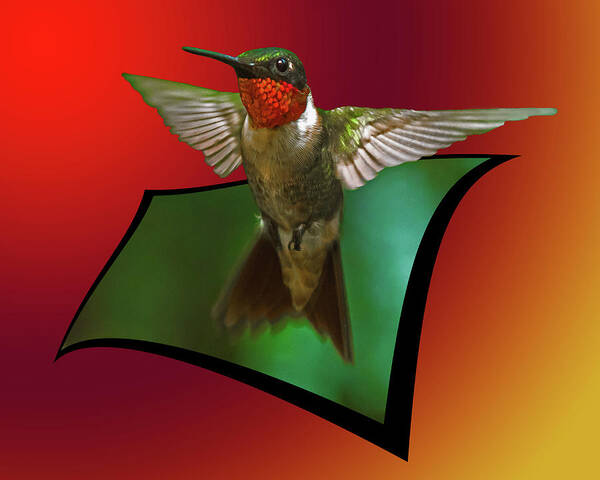 Ruby-throated Hummingbird Poster featuring the photograph Stretching my wings by Robert L Jackson