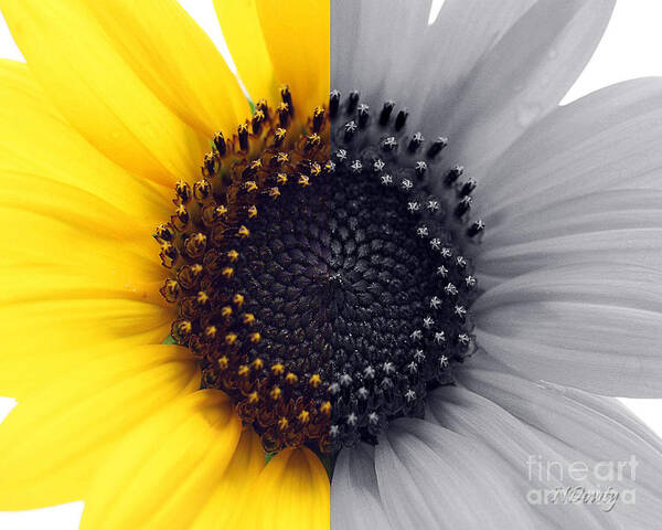 Sunflower Taken On The Equinox Poster featuring the photograph Sunflower Equinox by Natalie Dowty