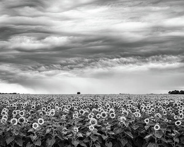 Landscapes Poster featuring the photograph Sunflowers and Rain Showers by Penny Meyers