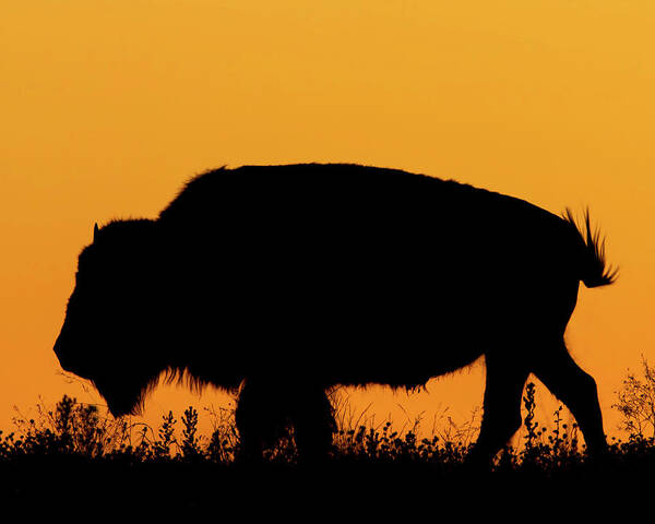 Kansas Poster featuring the photograph Sunset Bison 2 by Rob Graham