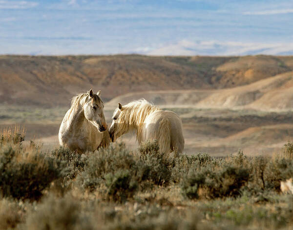 Mustang Poster featuring the photograph Sunset Friends by Mindy Musick King