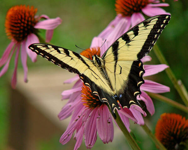 Butterfly Poster featuring the photograph Swallowtail 1 TN by Diana Douglass