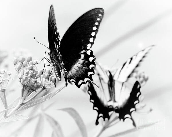 Butterfly Poster featuring the photograph Swallowtail Double Feature by Anita Oakley