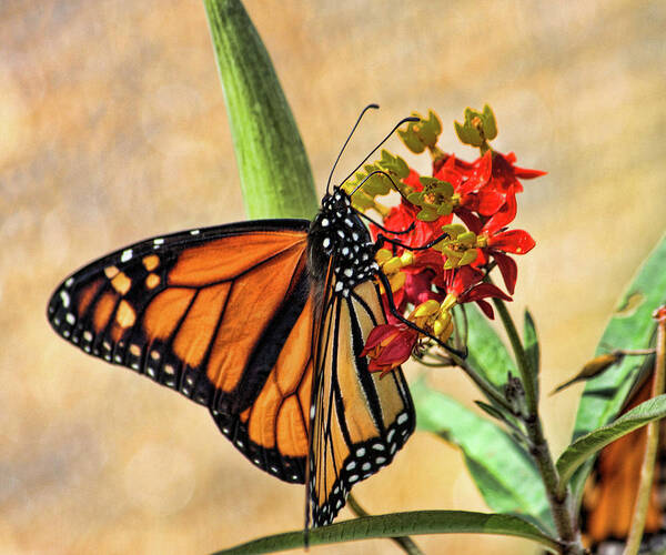 Butterfly Poster featuring the photograph Sweet Nectar by Joetta West