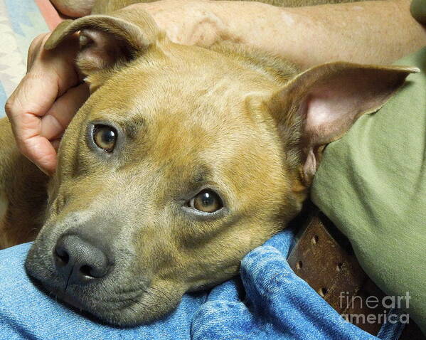 Pit Poster featuring the photograph Sweet Pit Bull . Face of Love by Renee Trenholm