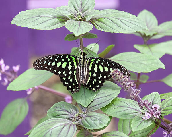 Tailed Jay Butterfly Poster featuring the photograph Tailed Jay butterfly in puple by Ronda Ryan