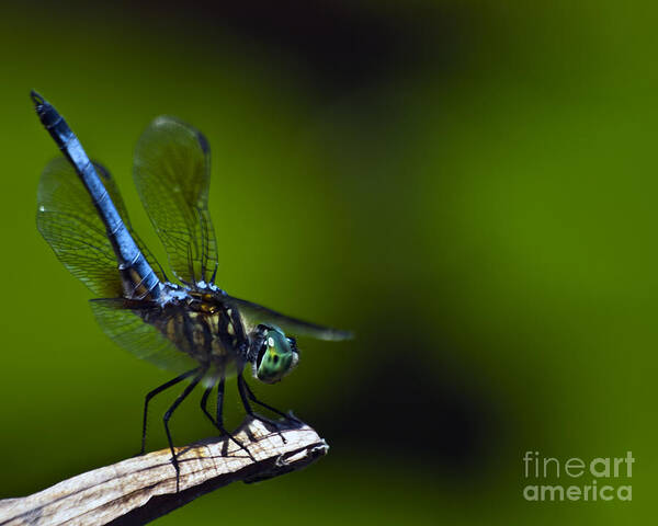 Dragonfly Poster featuring the photograph Tails Up by Ken Frischkorn