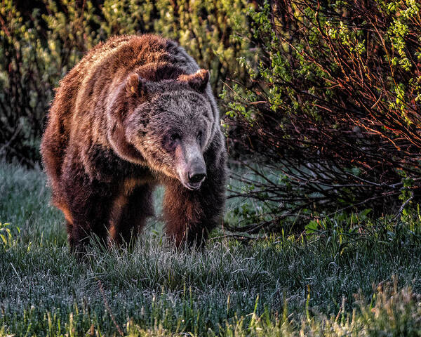 Grizzly Bear Poster featuring the photograph Teton Grizzly by Michael Ash