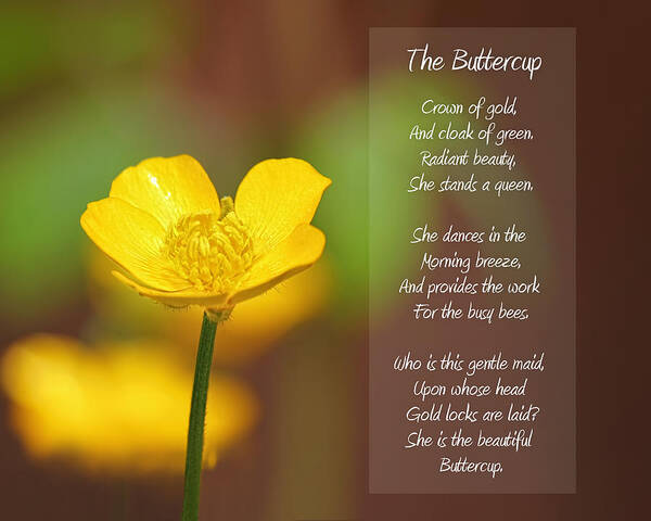 Buttercup Poster featuring the photograph The Beautiful Buttercup Poem by Tracie Schiebel