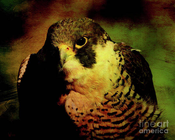 Texture Poster featuring the photograph The Falcon by Wingsdomain Art and Photography