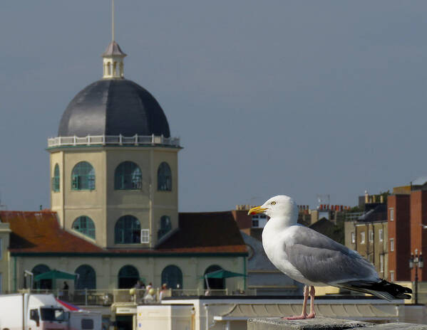 Gull Poster featuring the photograph The Gull and the Dome by John Topman