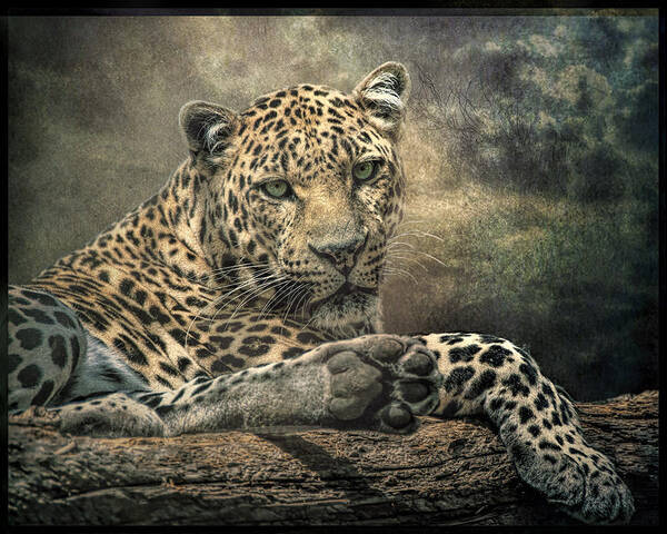 Leopard Poster featuring the photograph The Night of The Leopard by Brian Tarr