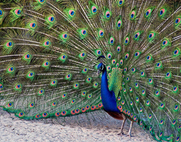 Peacock Poster featuring the photograph The proud Peacock by Thanh Thuy Nguyen