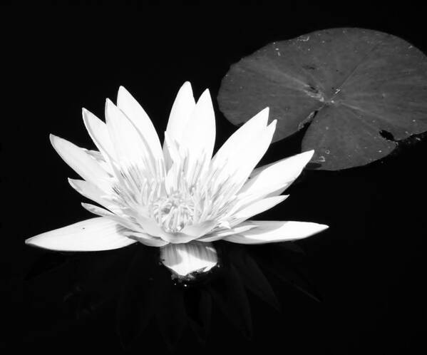 Naples Botanical Garden Poster featuring the photograph The Vintage Lily by Melanie Moraga