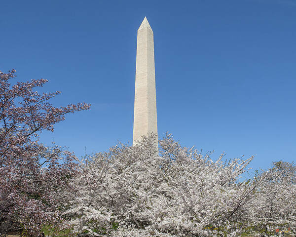 Scenic Poster featuring the photograph The Washington Monument and Cherry Blossoms DS0068 by Gerry Gantt