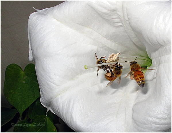 Bee Poster featuring the photograph Three Busy Bees by Joyce Dickens