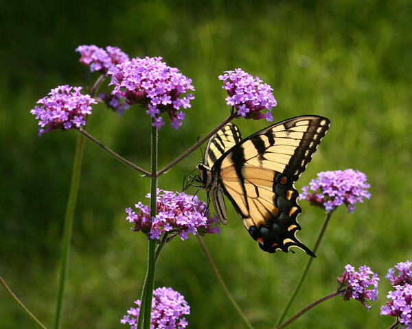 Butterfly Poster featuring the photograph Tiger Swallowtail Among the Verbena by Robert E Alter Reflections of Infinity