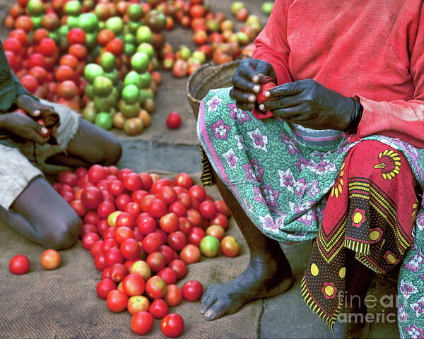 Fruit Poster featuring the photograph TomaToes by Don Schimmel