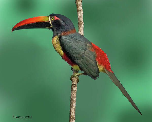 Fire-billed Aracari Poster featuring the photograph Tropical Beauty by Larry Linton