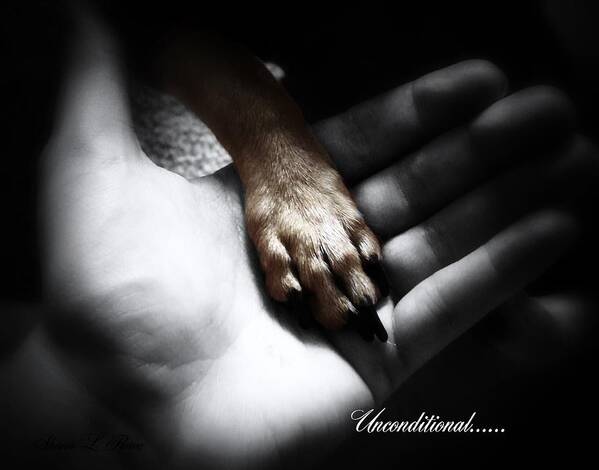 Chihuahua Poster featuring the photograph Unconditional by Shana Rowe Jackson