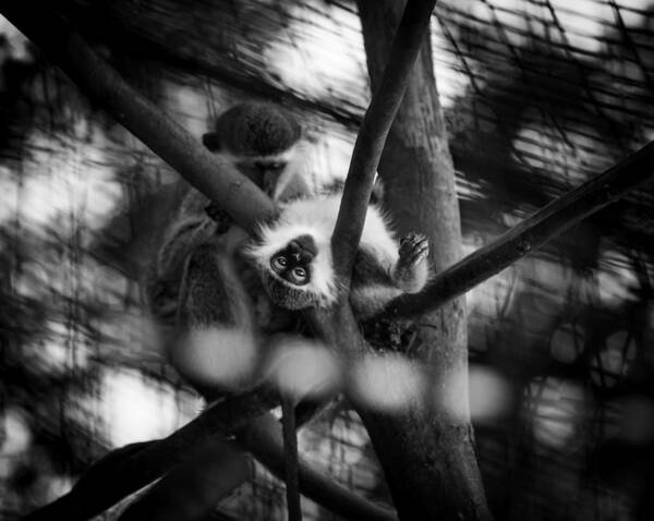 Baby Vervet Monkey Poster featuring the photograph Vervet Monkey by Jason Moynihan