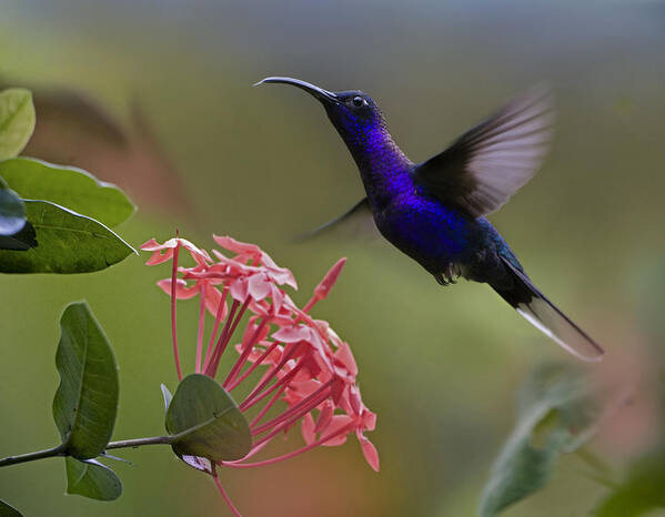 00429543 Poster featuring the photograph Violet Sabre Wing Male Hummingbird by Tim Fitzharris