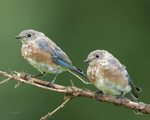 Nature Poster featuring the photograph Waiting To Be Fed by Gerry Sibell