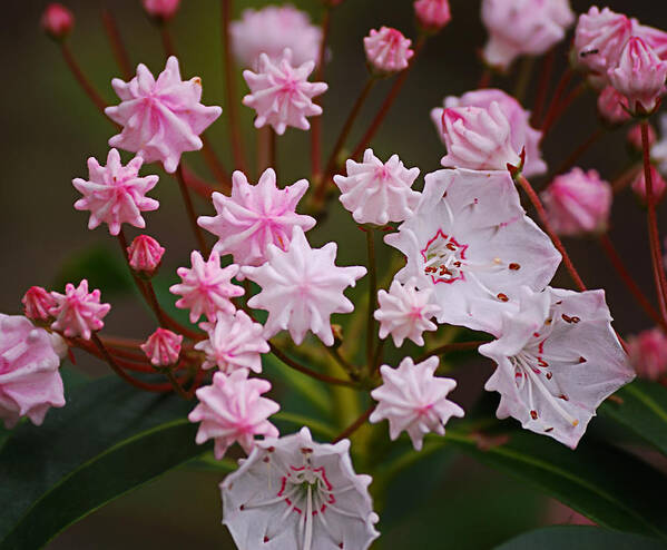 Mountain Laurel Poster featuring the photograph Waiting to Burst by Randy Bodkins