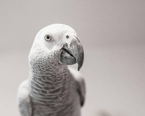 African Grey Poster featuring the photograph Watchful by Jennifer Grossnickle