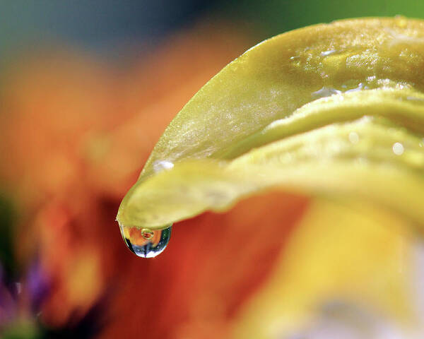 Water Drop Poster featuring the photograph Water Droplet on Yellow Petal by Angela Murdock