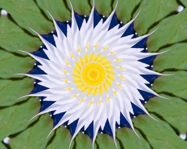 Water Poster featuring the photograph Water Lily Kaleidoscope by Bill Barber