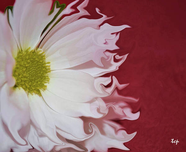 Daisy Poster featuring the photograph Waves of White by Traci Cottingham