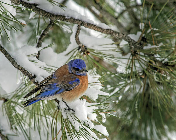 Sialia Mexicana Poster featuring the photograph Western Bluebird in a Snowy Pine by Dawn Key