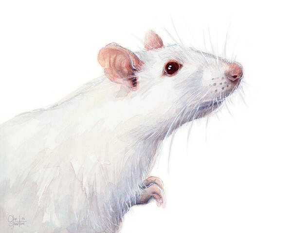 Rat Poster featuring the painting White Albino Rat Watercolor by Olga Shvartsur