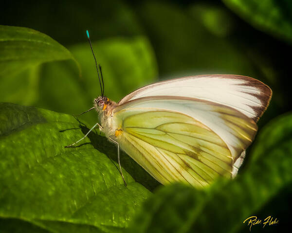 Animals Poster featuring the photograph White Butterfly Sunning by Rikk Flohr