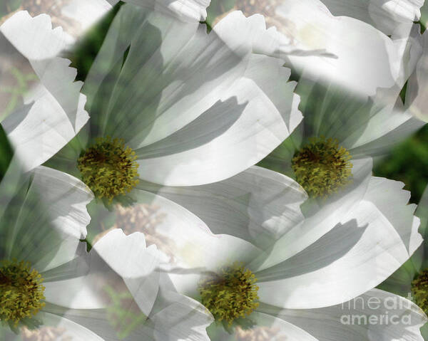 Cosmos Poster featuring the photograph White Cosmos Petals by Smilin Eyes Treasures