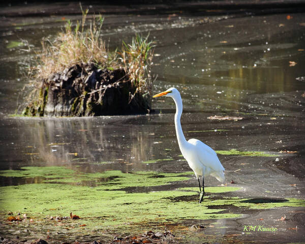 White Egret In The Shallows Poster featuring the photograph White Egret In The Shallows by Kathy M Krause
