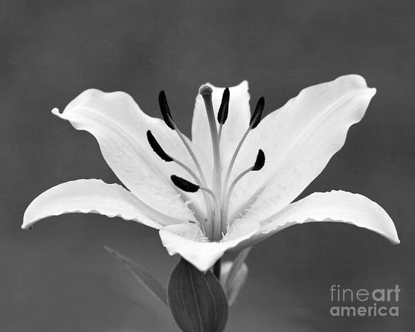 Lily Poster featuring the photograph White Lily by Kimberly Blom-Roemer