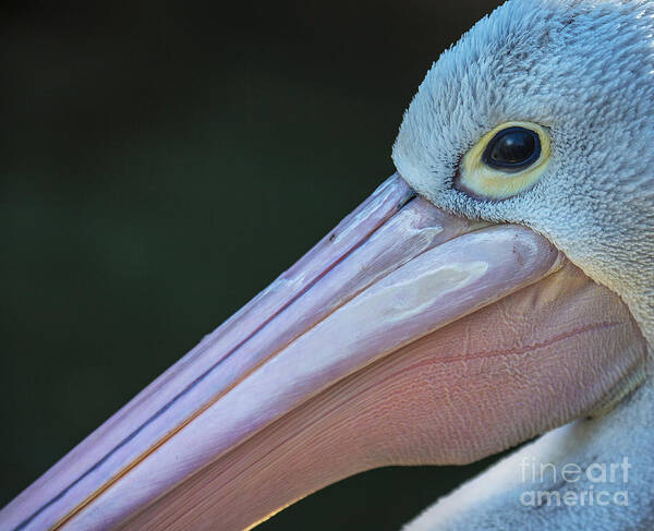 Australian White Pelican Poster featuring the photograph White pelican close up by Sheila Smart Fine Art Photography