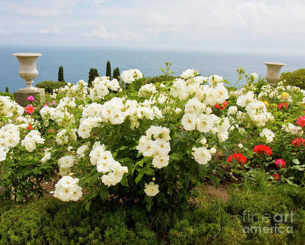 White Poster featuring the photograph White roses in garden on sea coast by Irina Afonskaya