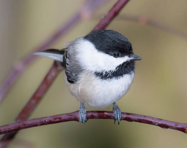 Chickadee Poster featuring the photograph Who are you? by Ian Sempowski