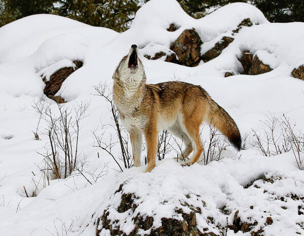 Coyote Poster featuring the photograph Winter Howl by Steve McKinzie