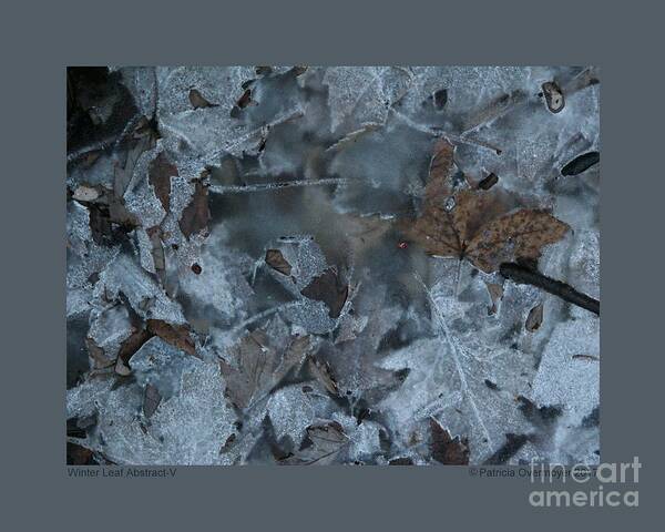 Abstract Poster featuring the photograph Winter Leaf Abstract-V by Patricia Overmoyer