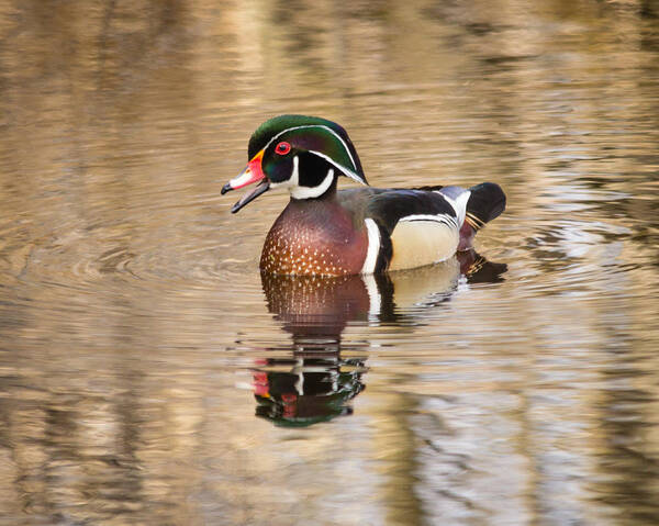 Wood Poster featuring the photograph Wood Duck with reflection by Kimberly Kotzian
