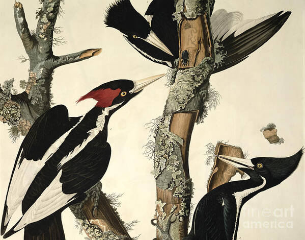 Woodpecker Poster featuring the drawing Woodpecker by John James Audubon