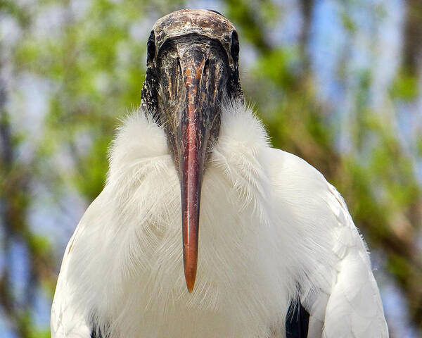 Woodstork Poster featuring the photograph Woodstork by Dennis Dugan